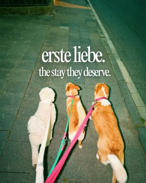Drei Hunde von hinten an lockeren Leinen auf einem Gehweg: ein weißer Pudel, ein kleiner und ein großer rot-weißer Mischling. Im Bild der Schriftzug „erste liebe — the stay they deserve“.